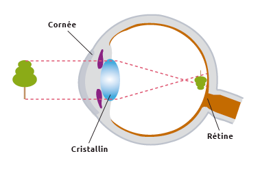 Comprendere l'occhio